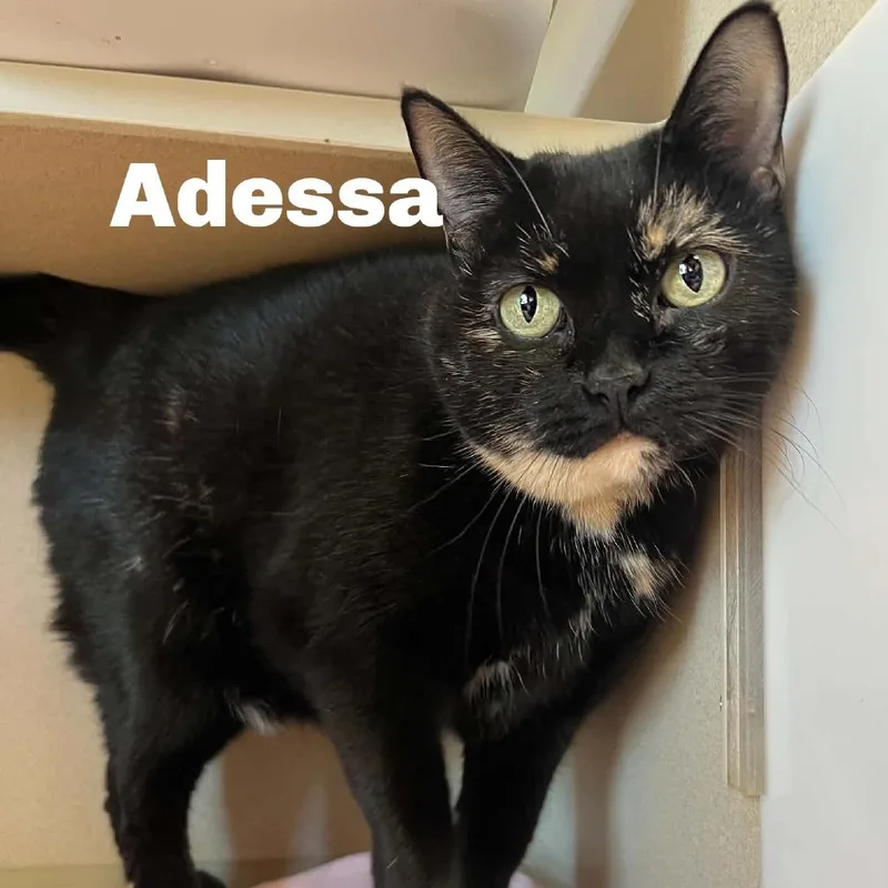 A senior small-sized female Tortoiseshell Domestic Short Hair cat named Adessa for adoption in Escanaba, MI