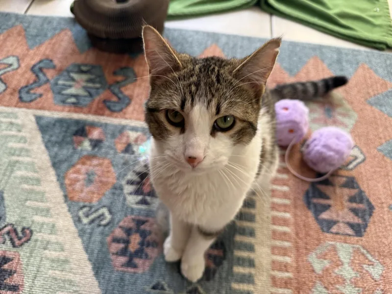 A young medium-sized male Brown / Chocolate Domestic Short Hair cat named Sterling Heights for adoption in Chandler, AZ