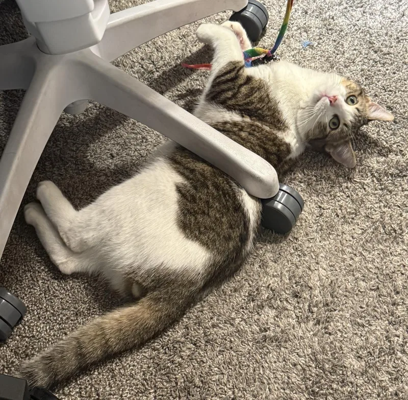 Sterling Heights thumbnail 2