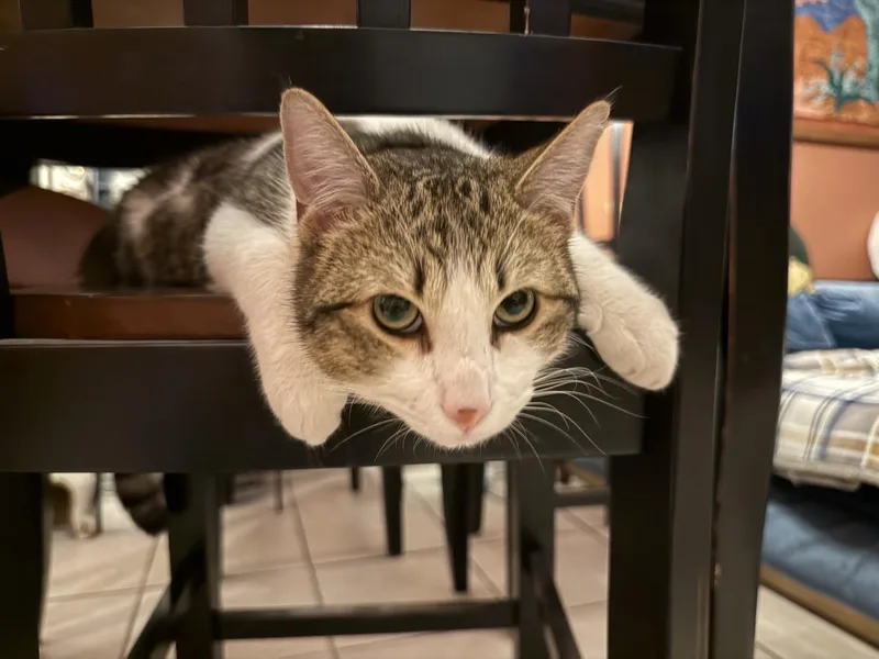 Sterling Heights thumbnail 3