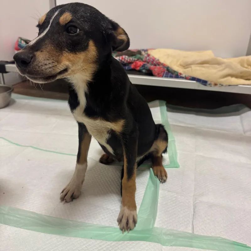A young small-sized female Collie dog named Lucky for adoption in San Saba, TX