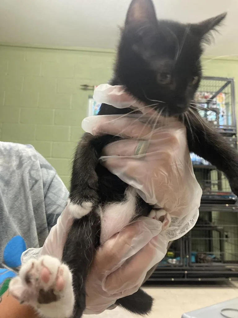 A baby medium-sized female Domestic Short Hair cat named Turken. for adoption in Burnsville, NC