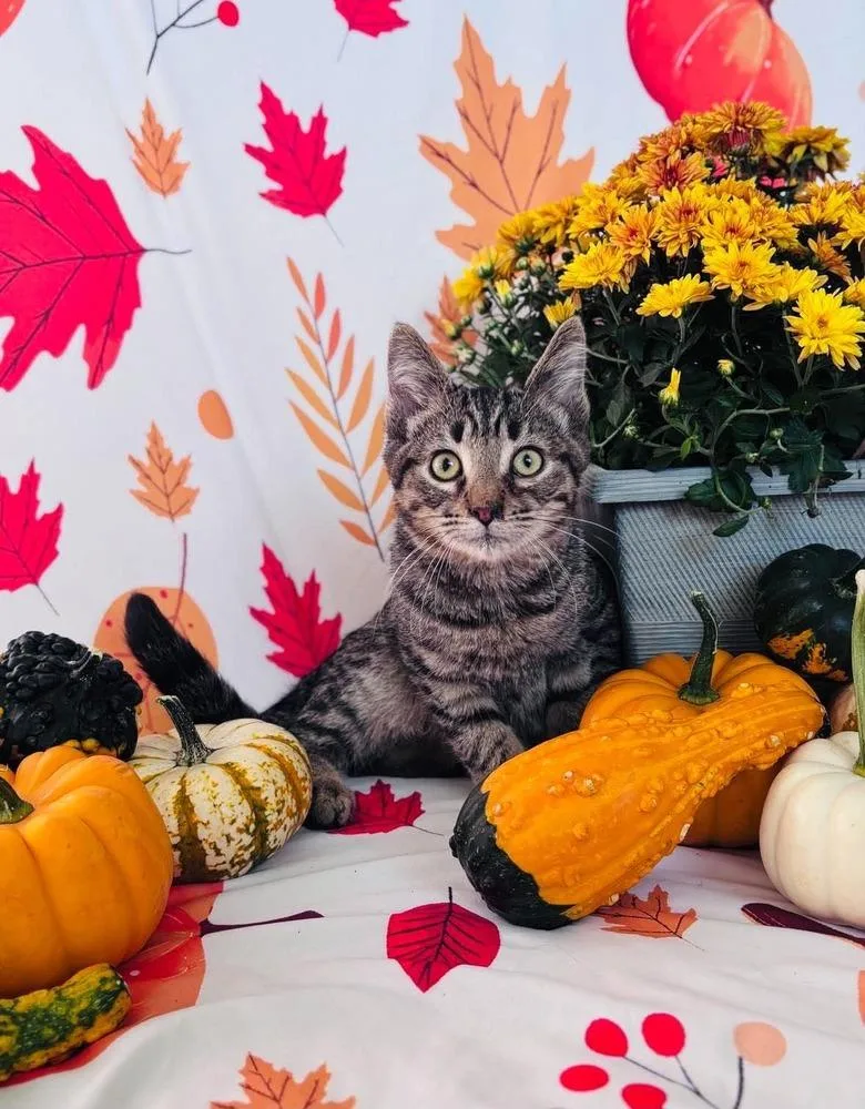 A baby small-sized male Domestic Short Hair cat named Cantarello for adoption in Milton, DE