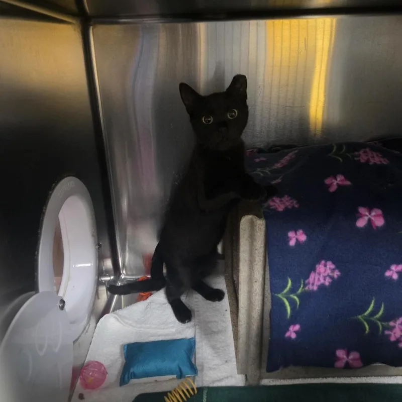 A baby small-sized male Domestic Short Hair cat named Meeko for adoption in Grand Rapids, MI