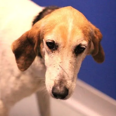 An adult medium-sized female Tricolor (Brown, Black, & White) Hound dog named 26-00570 for adoption in Fredericksburg, VA