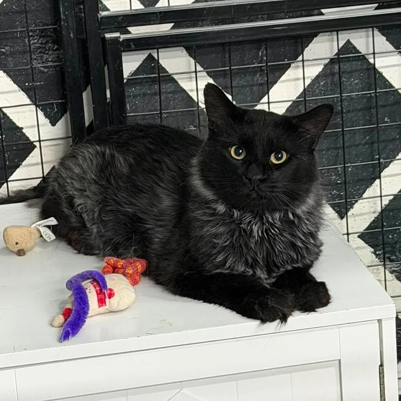 An adult large-sized male Domestic Long Hair cat named Crouton for adoption in St. George, UT