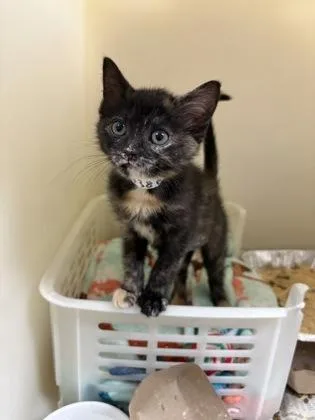 A young small-sized female Domestic Short Hair cat named B TacoPetSmart North Charleston for adoption in North Charleston, SC