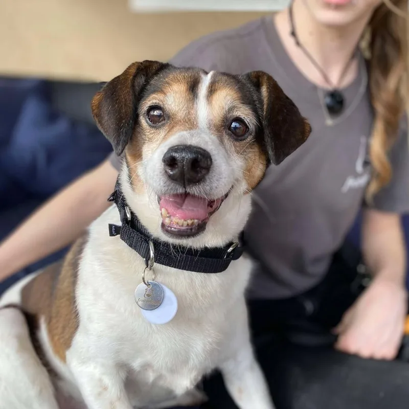 A senior small-sized male Brown / Chocolate Beagle dog named Bono for adoption in Ramona, CA