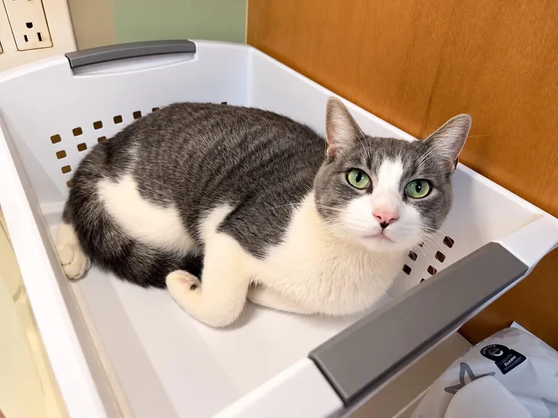 A young small-sized male Gray & White Tabby cat named Miso for adoption in Capshaw, AL