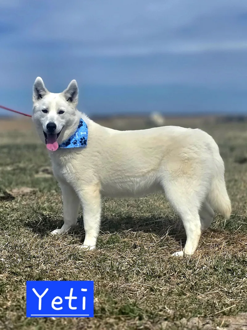 A young large-sized male White / Cream Siberian Husky dog named Yeti for adoption in Walthill, NE