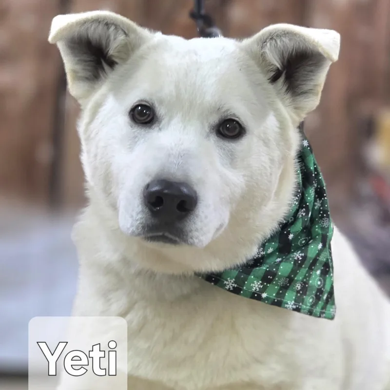 Yeti thumbnail 4