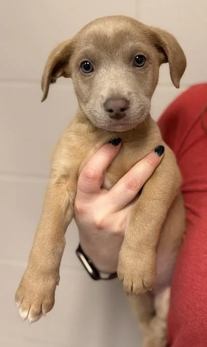 A baby medium-sized male Mixed Breed dog named Pine for adoption in Batavia, OH