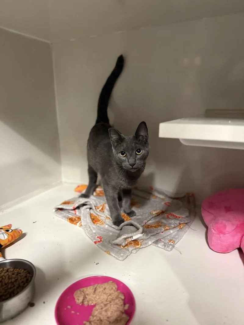 A baby medium-sized male Gray / Blue / Silver Domestic Short Hair cat named Jax for adoption in Las Vegas, NV