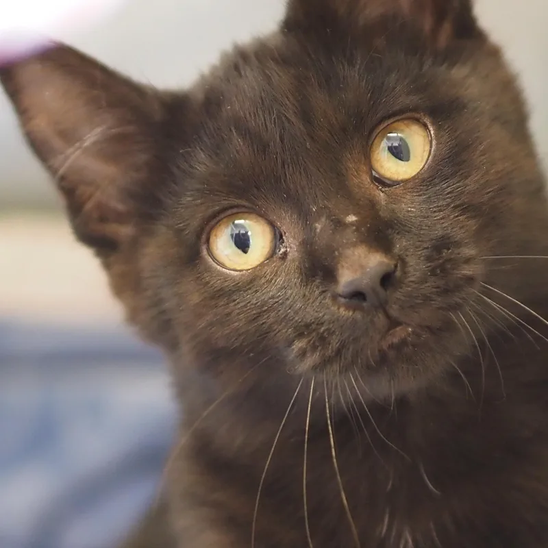 A young medium-sized male Black Domestic Medium Hair cat named Termite for adoption in Buena Vista, CO