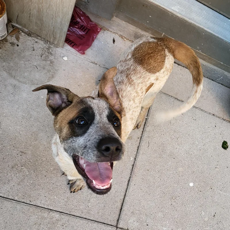 Bo Jangles thumbnail 2