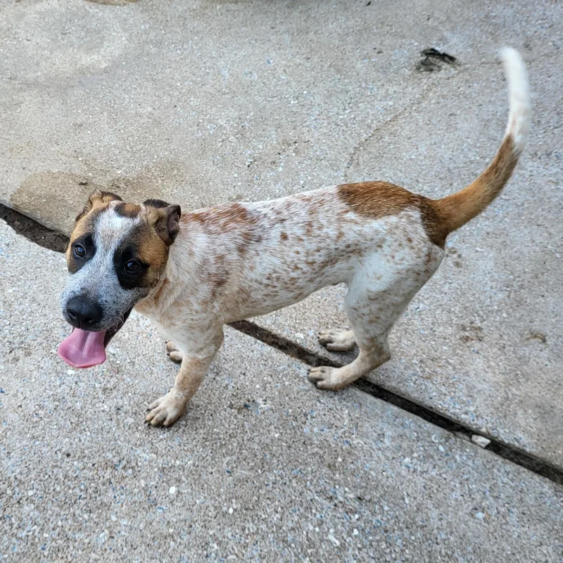 Bo Jangles thumbnail 3