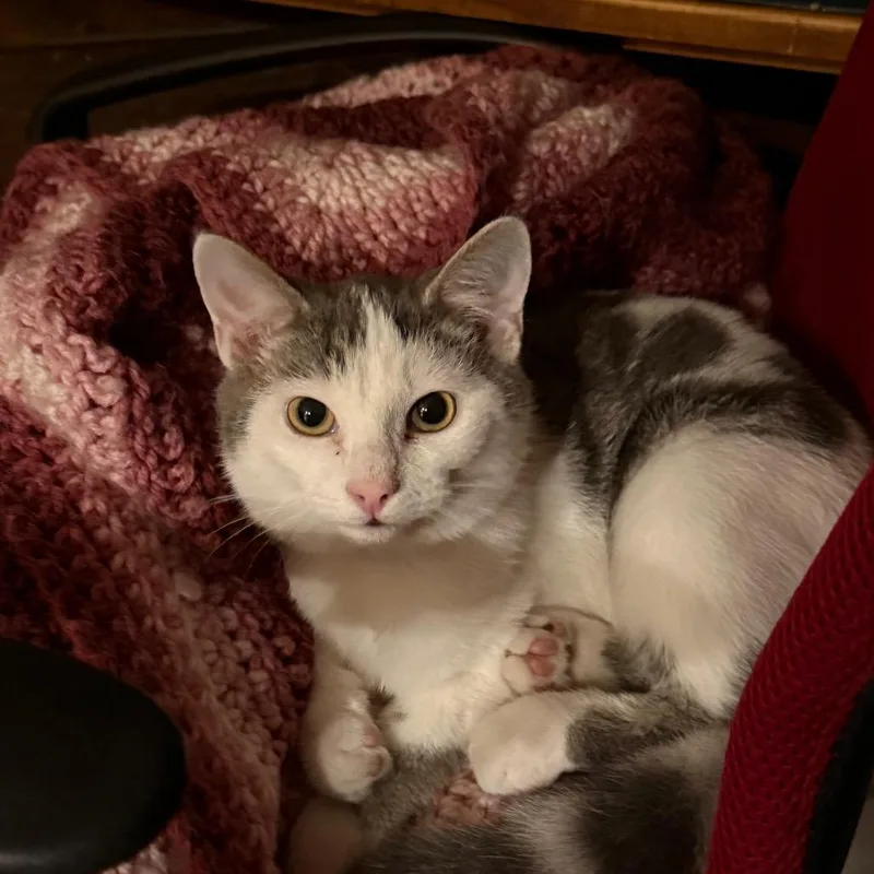 A baby small-sized male Domestic Short Hair cat named Parmesan for adoption in Pittsburgh, PA
