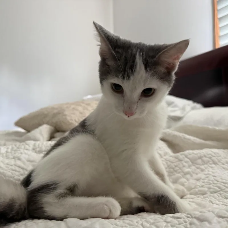 Parmesan thumbnail 3
