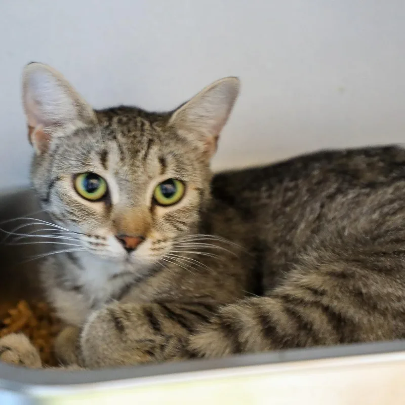 A young medium-sized female Gray / Blue / Silver Domestic Short Hair cat named Madre for adoption in New York, NY