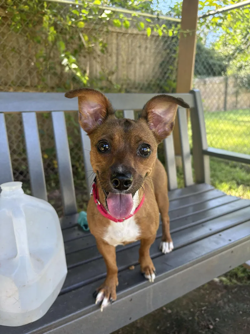 A young small-sized female Chihuahua dog named Lyra for adoption in North Haven, CT