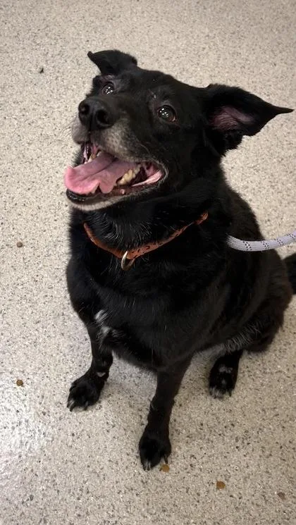 A senior medium-sized female Labrador Retriever dog named Zoe Lee for adoption in Fishers, IN