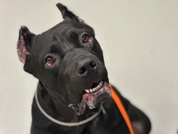 An adult large-sized male Mixed Breed dog named Rocky Road for adoption in Ridgewood, NY