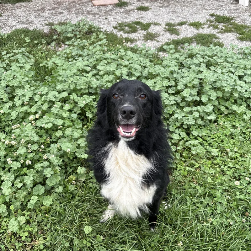 An adult medium-sized male Border Collie dog named Jax for adoption in Indiana, PA