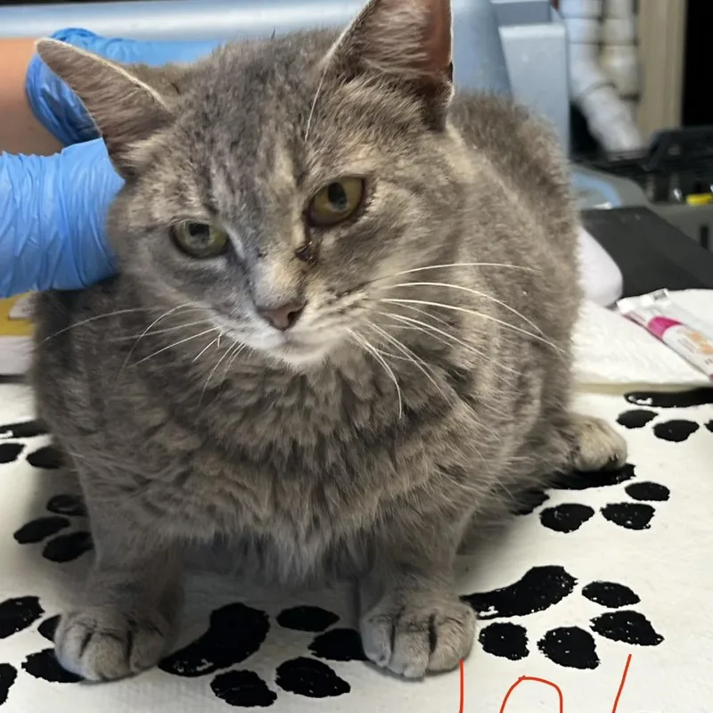 An adult large-sized female Gray / Blue / Silver Domestic Short Hair cat named Mama Wendy for adoption in Mount Juliet, TN