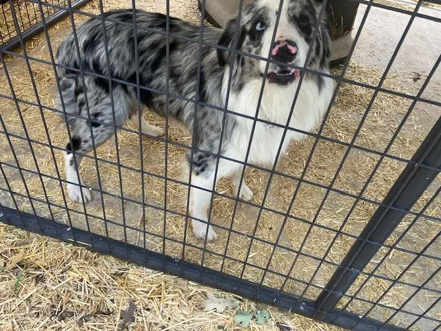 An adult medium-sized male Tricolor (Brown, Black, & White) Australian Shepherd dog named Willy for adoption in Nocona, TX