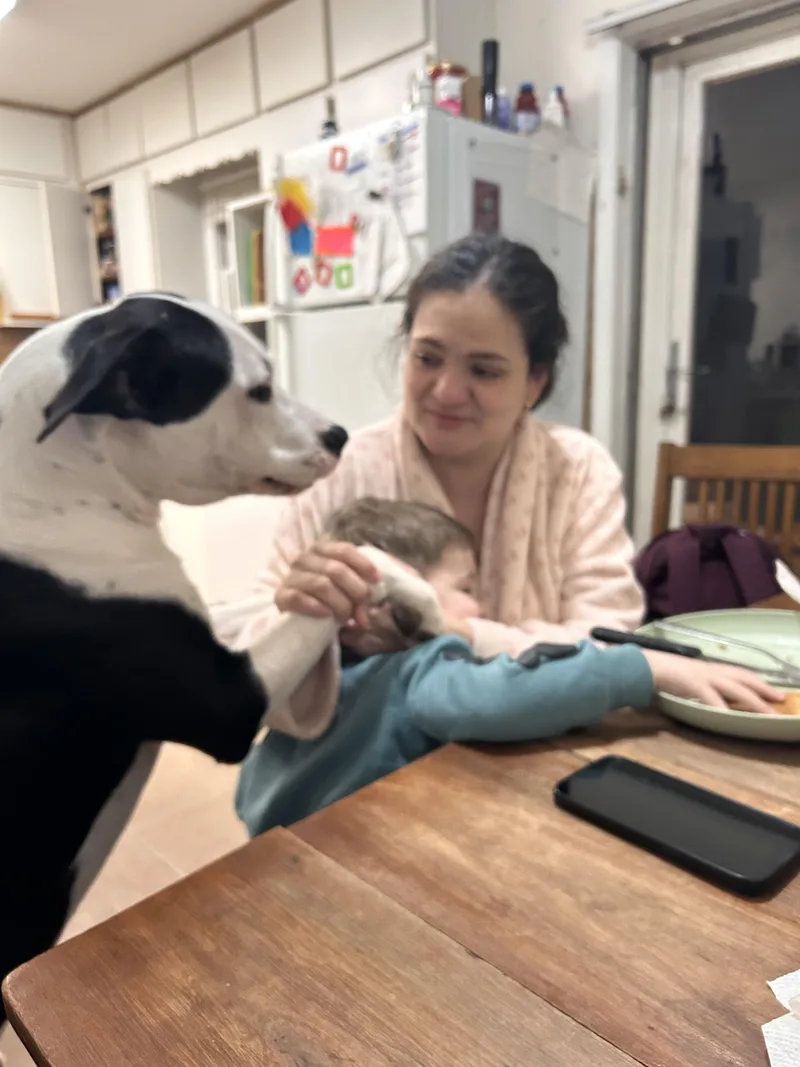 An adult medium-sized male Pit Bull Terrier dog named Charlie  Dancing Boy for adoption in Chattanooga, TN