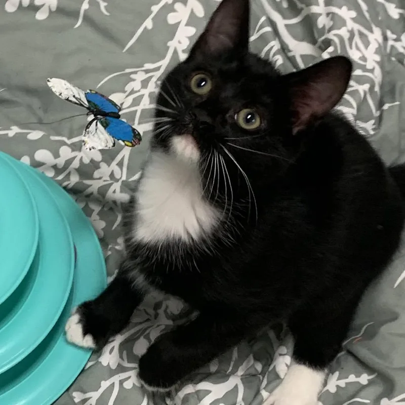 A baby small-sized male Black Domestic Short Hair cat named Haymitch for adoption in Franklin, NC
