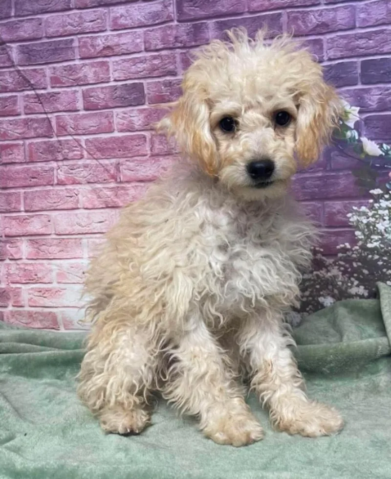 A baby small-sized female White / Cream Poodle dog named Cassidy for adoption in Sedalia, CO