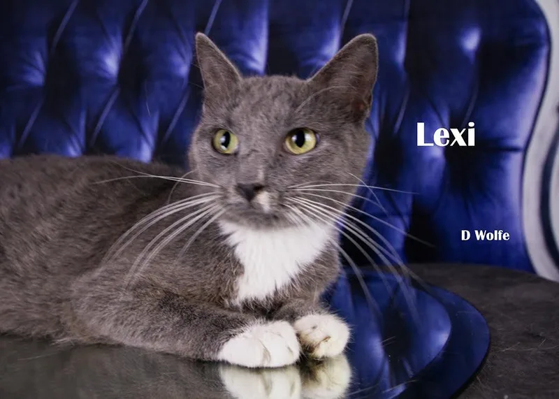 Lexi