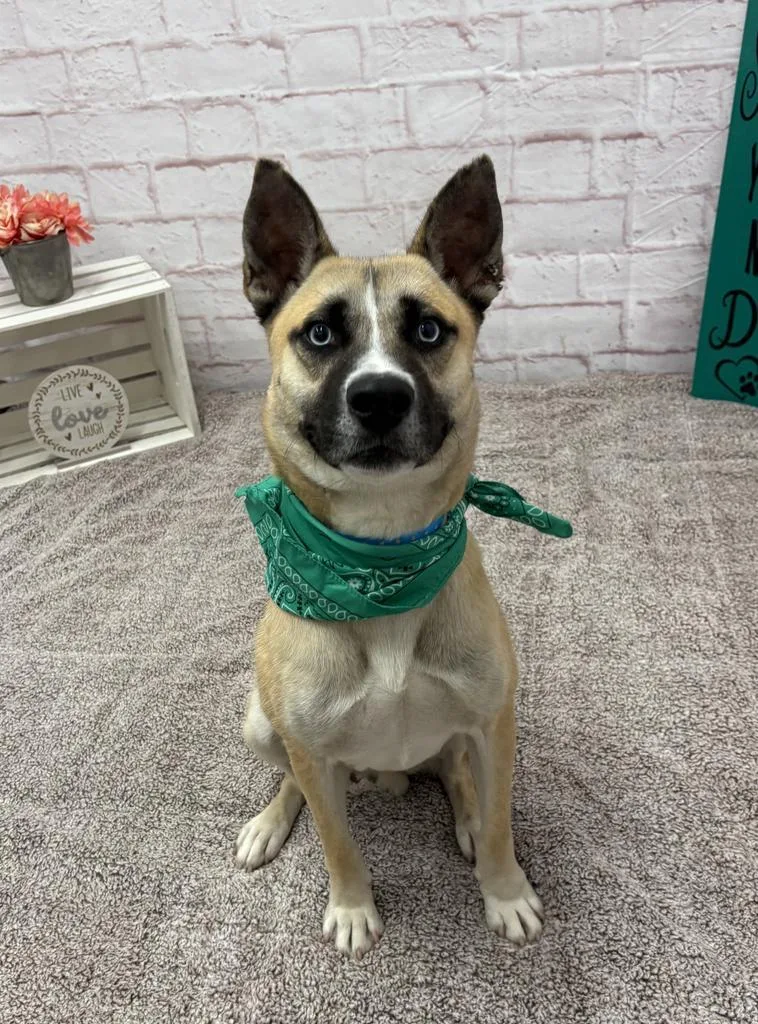 A young medium-sized male Husky dog named Jack White for adoption in Detroit, MI