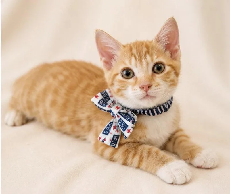 A baby medium-sized male Orange & White Domestic Short Hair cat named Grant for adoption in Margate, FL