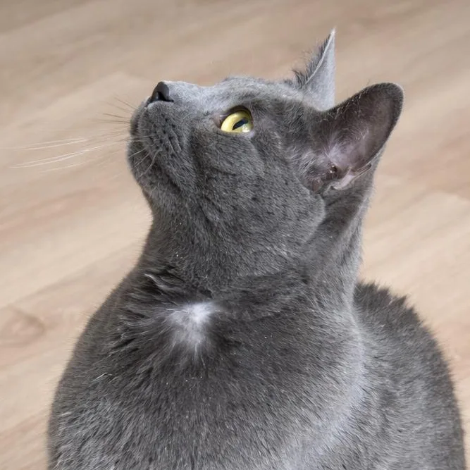 An adult medium-sized female Domestic Short Hair cat named Evangeline for adoption in Liverpool, TX
