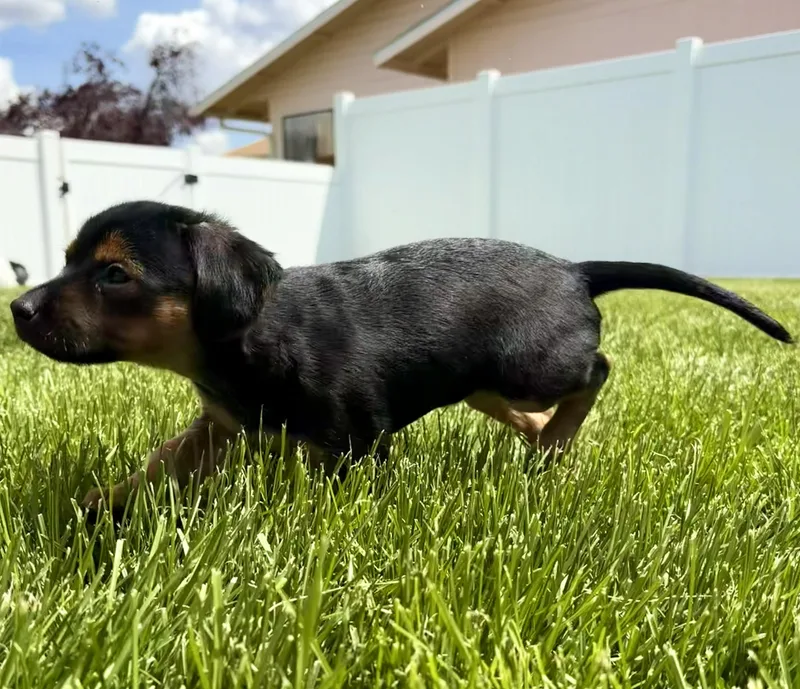 A baby small-sized male Black Chihuahua dog named Enzo for adoption in Union Gap, WA