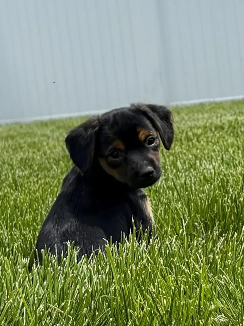 Enzo thumbnail 6