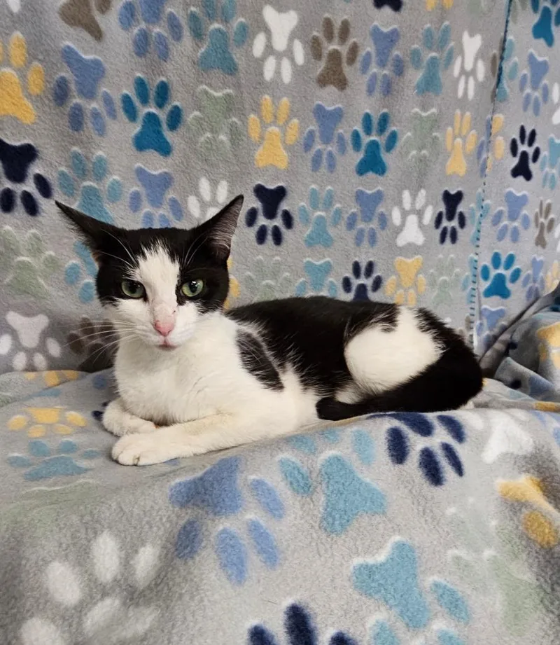 A young medium-sized female Domestic Short Hair cat named Clara for adoption in Wabash, IN