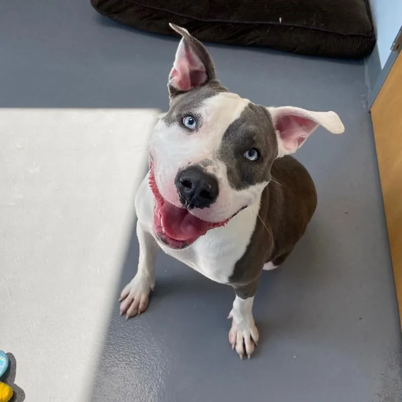A young large-sized male Pit Bull Terrier dog named Art for adoption in Roanoke, VA