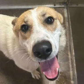 An adult large-sized female White / Cream Husky dog named Mako for adoption in Fernandina Beach, FL