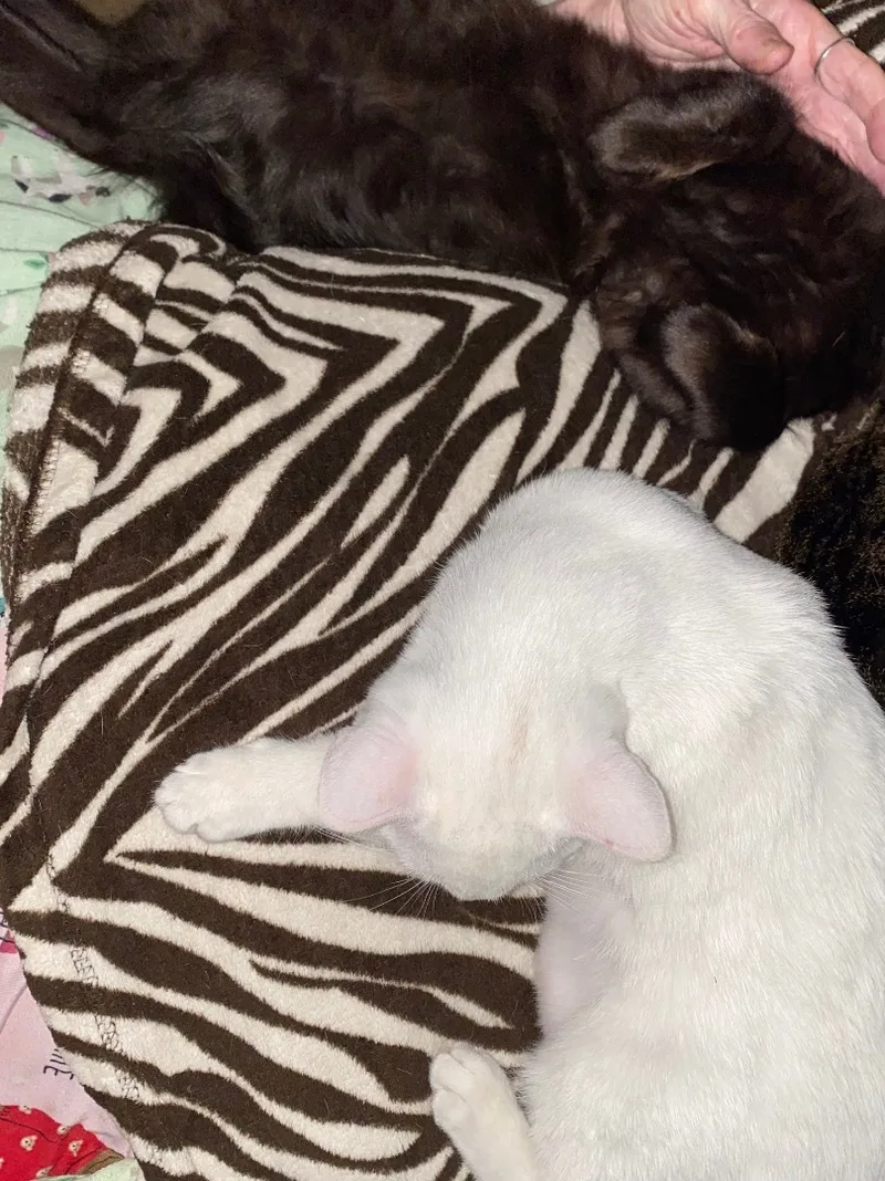 Rochelle And Brownie Indoor thumbnail 3