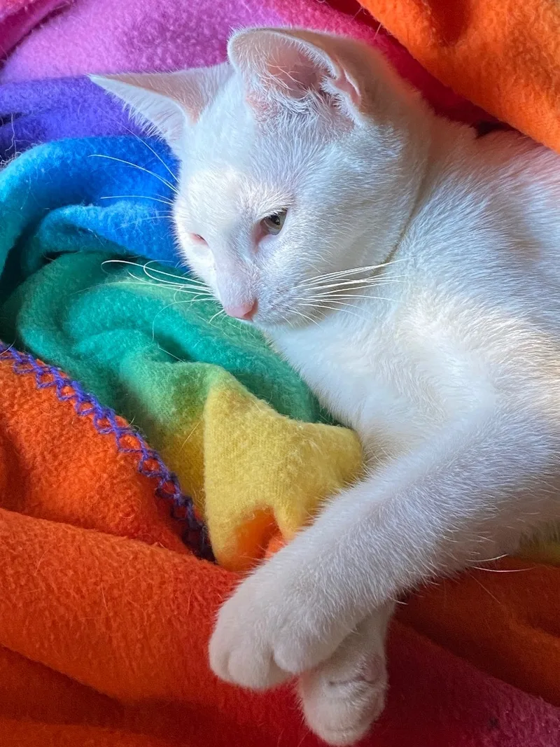 Rochelle And Brownie Indoor thumbnail 4