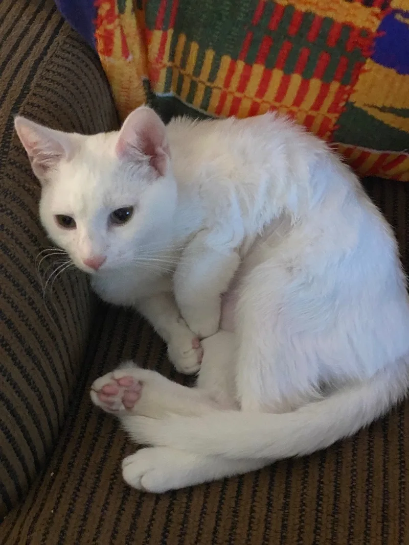 Rochelle And Brownie Indoor thumbnail 5