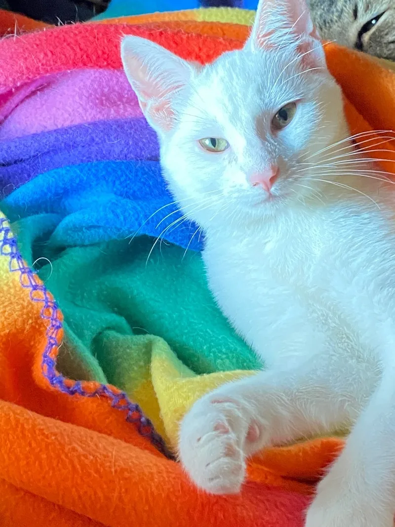 Rochelle And Brownie Indoor thumbnail 6