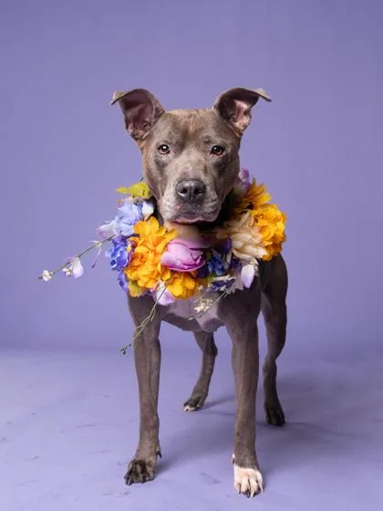An adult medium-sized female Mixed Breed dog named Sweet girl for adoption in Atlanta, GA