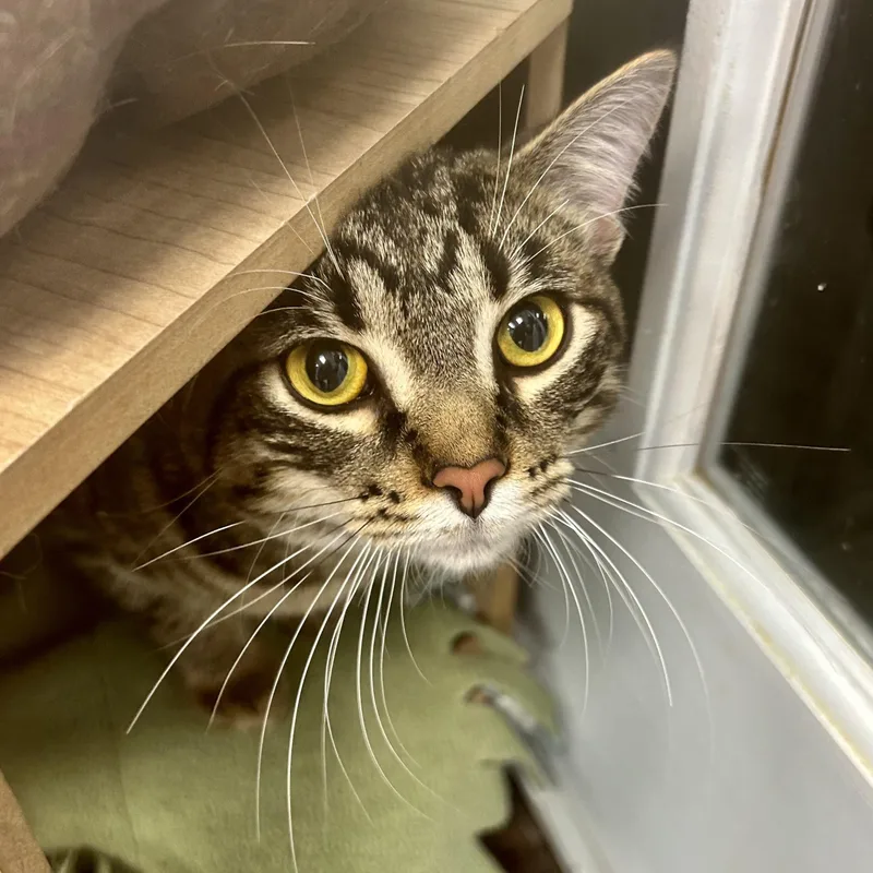 Kingsley thumbnail 2