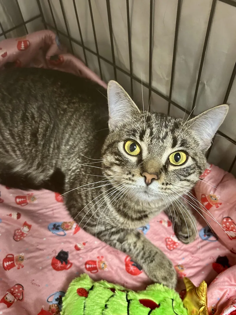 Kingsley thumbnail 3