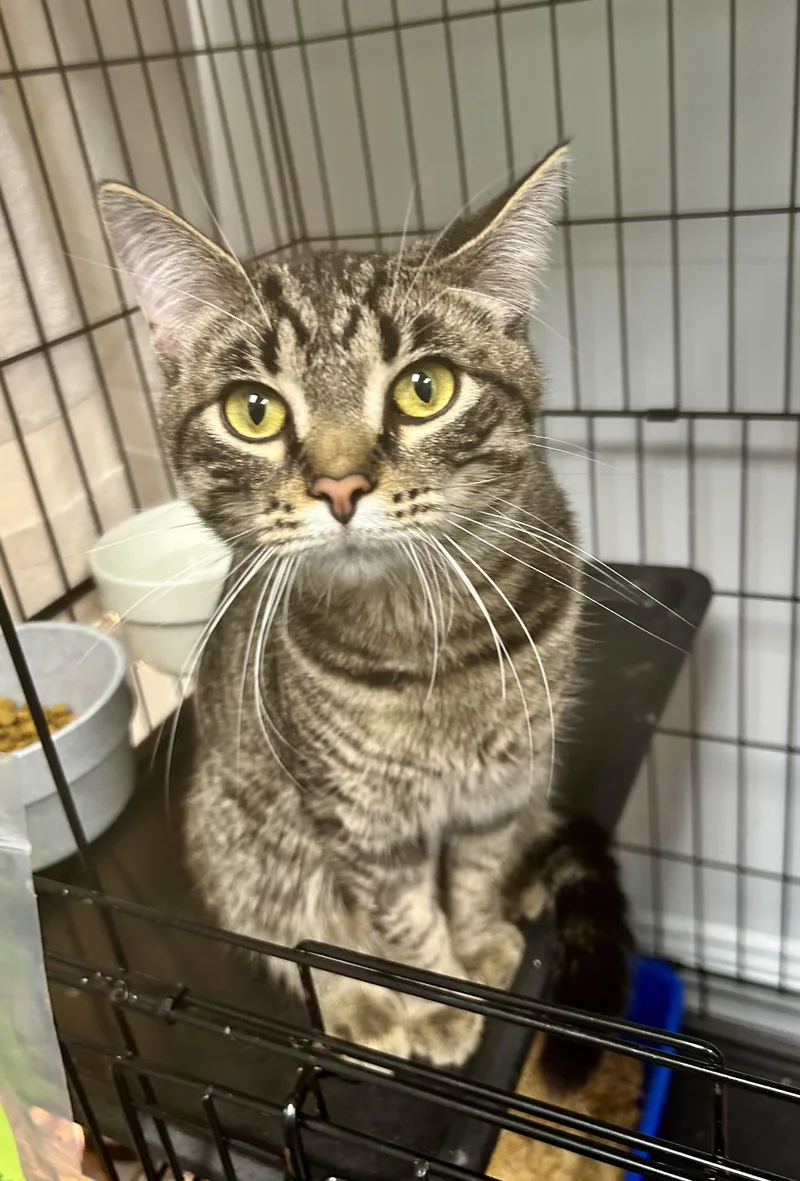 Kingsley thumbnail 4