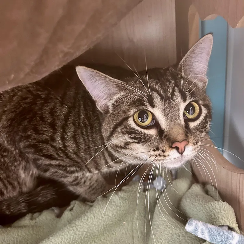 Kingsley thumbnail 5